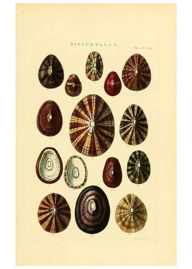 Reproducción/Reproduction 49492605708: Thesaurus conchyliorum, or, Monographs of genera of shells. London :Sowerby ...,1847-1887.. 