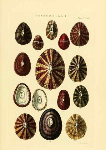 Reproducción/Reproduction 49492605708: Thesaurus conchyliorum, or, Monographs of genera of shells. London :Sowerby ...,1847-1887.. 