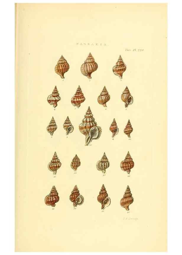 Reproducción/Reproduction 49492600728: Thesaurus conchyliorum, or, Monographs of genera of shells. London :Sowerby ...,1847-1887.. 