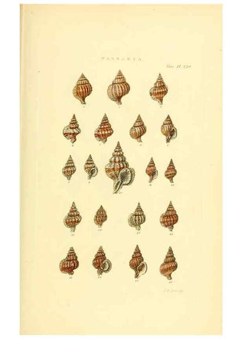 Reproducción/Reproduction 49492600728: Thesaurus conchyliorum, or, Monographs of genera of shells. London :Sowerby ...,1847-1887.. 