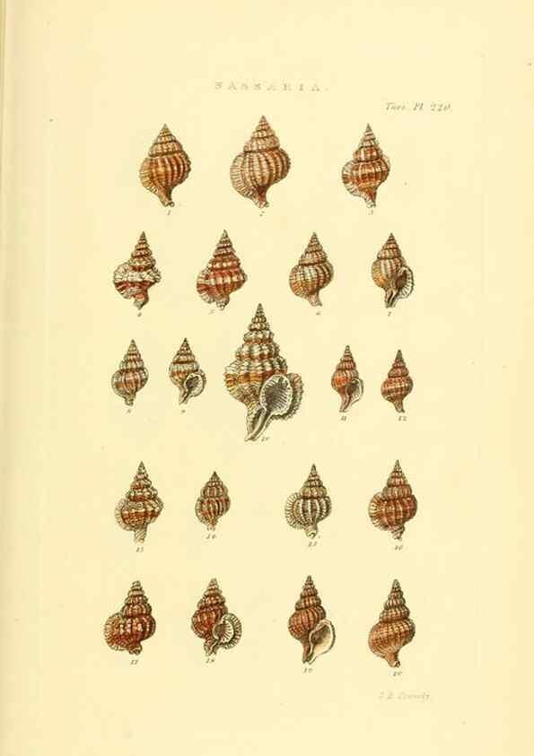 Reproducción/Reproduction 49492600728: Thesaurus conchyliorum, or, Monographs of genera of shells. London :Sowerby ...,1847-1887.. 