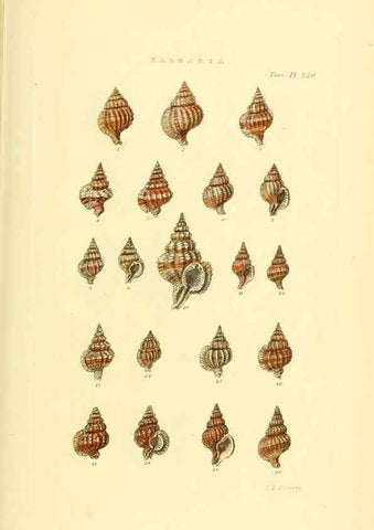 Reproducción/Reproduction 49492600728: Thesaurus conchyliorum, or, Monographs of genera of shells. London :Sowerby ...,1847-1887.. 