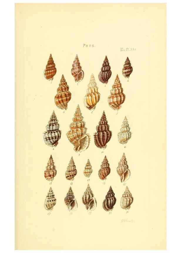 Reproducción/Reproduction 49492601003: Thesaurus conchyliorum, or, Monographs of genera of shells. London :Sowerby ...,1847-1887.. 