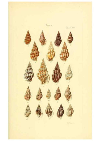 Reproducción/Reproduction 49492601003: Thesaurus conchyliorum, or, Monographs of genera of shells. London :Sowerby ...,1847-1887.. 