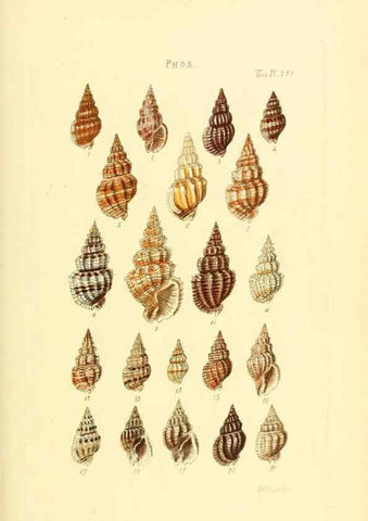 Reproducción/Reproduction 49492601003: Thesaurus conchyliorum, or, Monographs of genera of shells. London :Sowerby ...,1847-1887.. 
