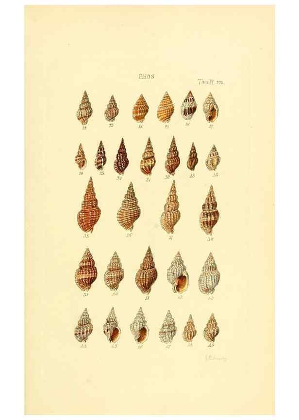 Reproducción/Reproduction 49493313367: Thesaurus conchyliorum, or, Monographs of genera of shells. London :Sowerby ...,1847-1887.. 