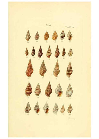 Reproducción/Reproduction 49493313367: Thesaurus conchyliorum, or, Monographs of genera of shells. London :Sowerby ...,1847-1887.. 