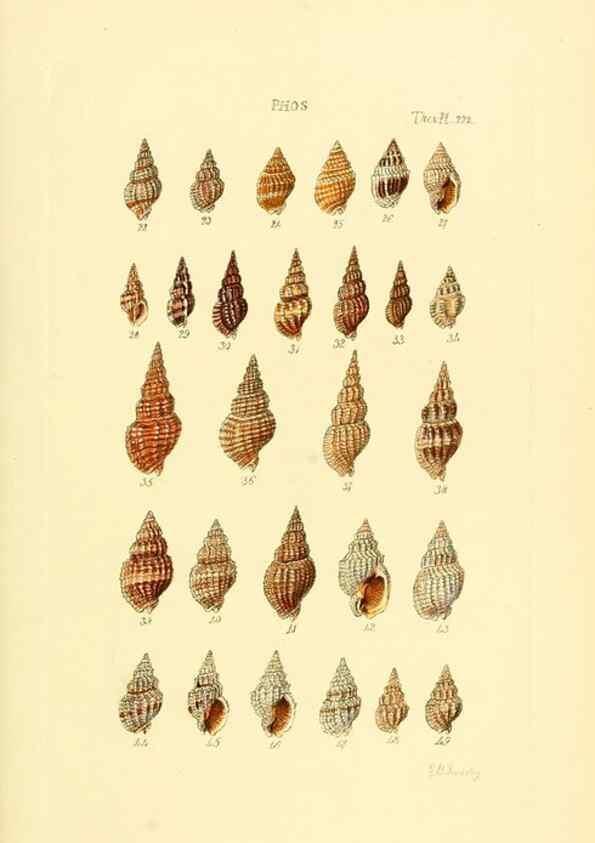 Reproducción/Reproduction 49493313367: Thesaurus conchyliorum, or, Monographs of genera of shells. London :Sowerby ...,1847-1887.. 