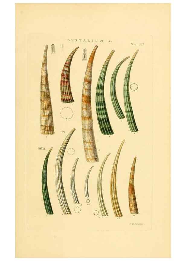 Reproducción/Reproduction 49492601673: Thesaurus conchyliorum, or, Monographs of genera of shells. London :Sowerby ...,1847-1887.. 