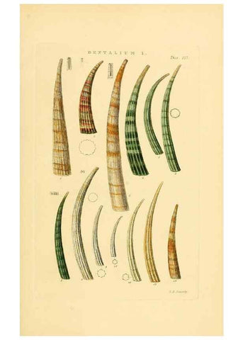 Reproducción/Reproduction 49492601673: Thesaurus conchyliorum, or, Monographs of genera of shells. London :Sowerby ...,1847-1887.. 