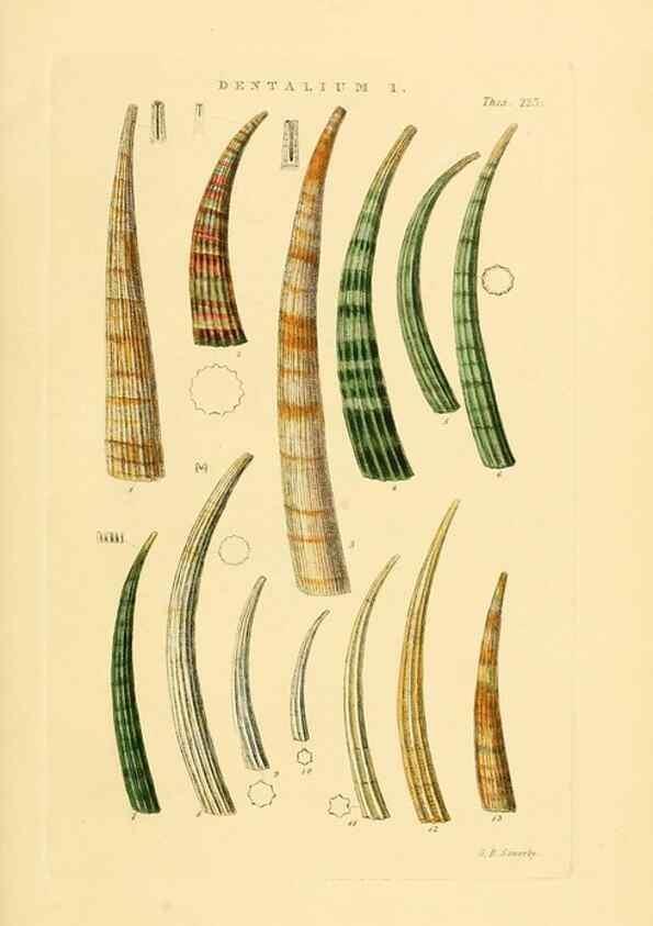Reproducción/Reproduction 49492601673: Thesaurus conchyliorum, or, Monographs of genera of shells. London :Sowerby ...,1847-1887.. 