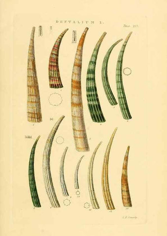 Reproducción/Reproduction 49492601673: Thesaurus conchyliorum, or, Monographs of genera of shells. London :Sowerby ...,1847-1887.. 
