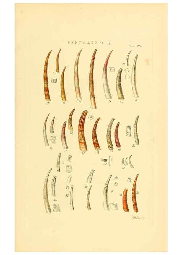 Reproducción/Reproduction 49492601938: Thesaurus conchyliorum, or, Monographs of genera of shells. London :Sowerby ...,1847-1887.. 