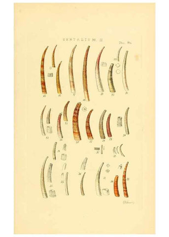 Reproducción/Reproduction 49492601938: Thesaurus conchyliorum, or, Monographs of genera of shells. London :Sowerby ...,1847-1887.. 