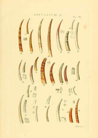 Reproducción/Reproduction 49492601938: Thesaurus conchyliorum, or, Monographs of genera of shells. London :Sowerby ...,1847-1887.. 