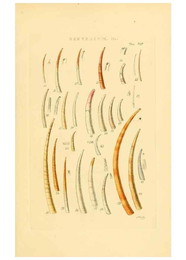 Reproducción/Reproduction 49492602198: Thesaurus conchyliorum, or, Monographs of genera of shells. London :Sowerby ...,1847-1887.. 