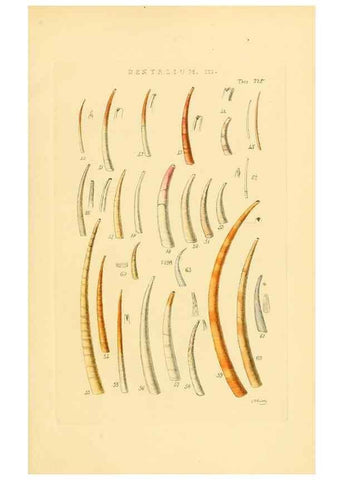Reproducción/Reproduction 49492602198: Thesaurus conchyliorum, or, Monographs of genera of shells. London :Sowerby ...,1847-1887.. 