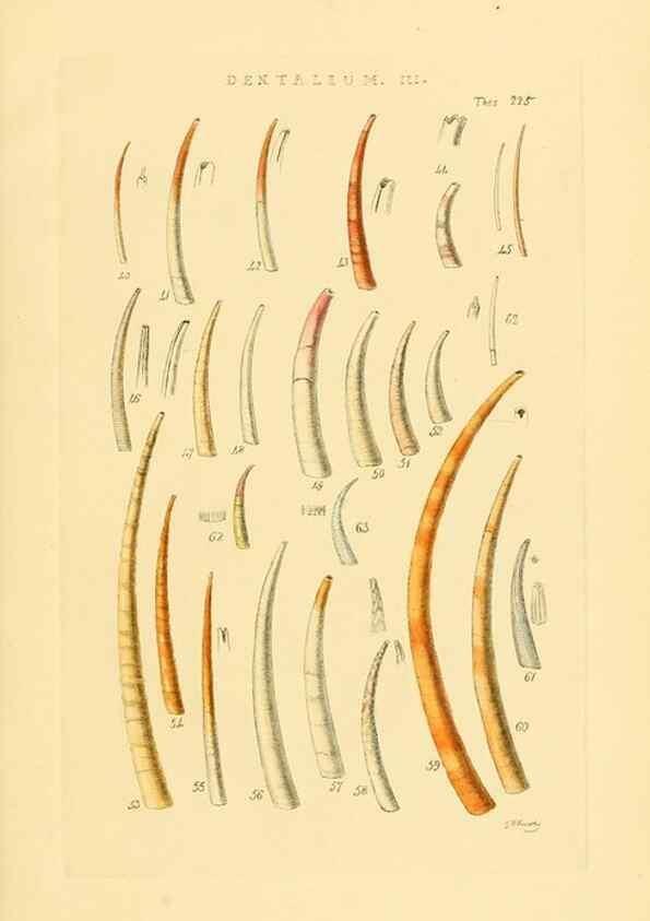 Reproducción/Reproduction 49492602198: Thesaurus conchyliorum, or, Monographs of genera of shells. London :Sowerby ...,1847-1887.. 