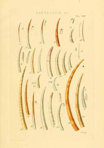 Reproducción/Reproduction 49492602198: Thesaurus conchyliorum, or, Monographs of genera of shells. London :Sowerby ...,1847-1887.. 