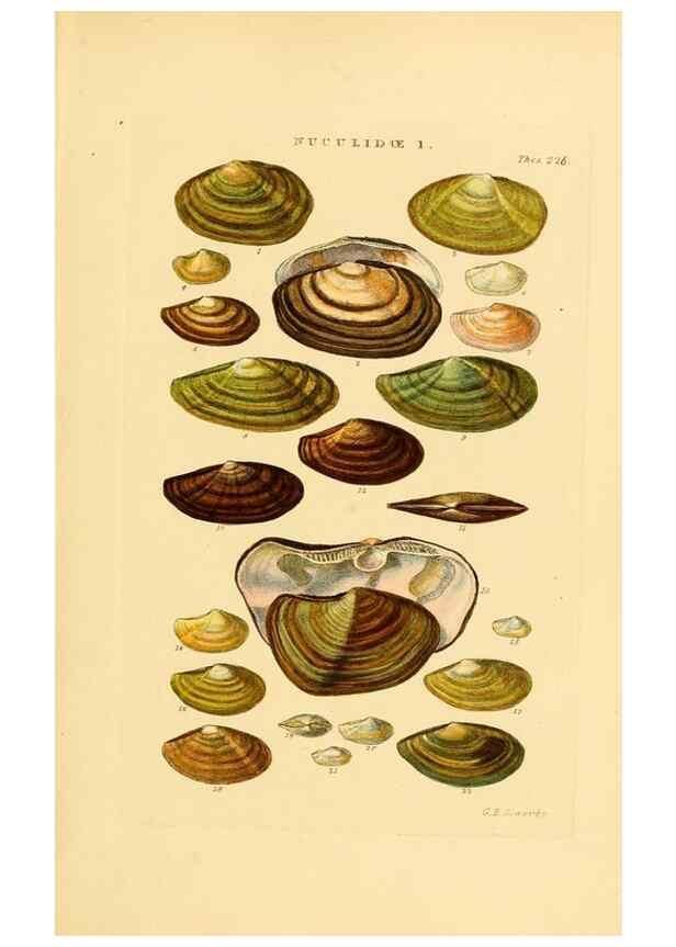 Reproducción/Reproduction 49492602508: Thesaurus conchyliorum, or, Monographs of genera of shells. London :Sowerby ...,1847-1887.. 