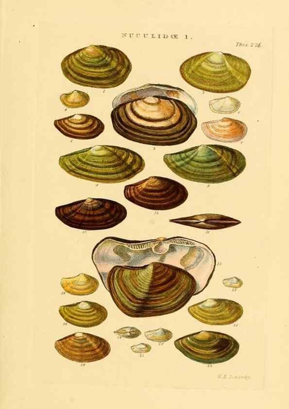 Reproducción/Reproduction 49492602508: Thesaurus conchyliorum, or, Monographs of genera of shells. London :Sowerby ...,1847-1887.. 