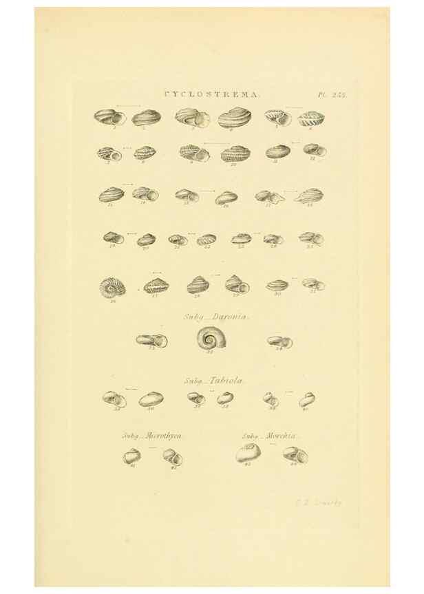 Reproducción/Reproduction 49492611548: Thesaurus conchyliorum, or, Monographs of genera of shells. London :Sowerby ...,1847-1887.. 