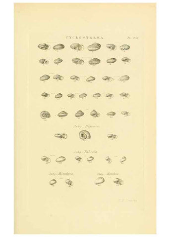 Reproducción/Reproduction 49492611548: Thesaurus conchyliorum, or, Monographs of genera of shells. London :Sowerby ...,1847-1887.. 