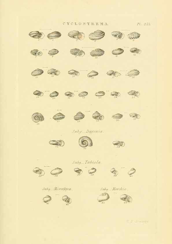Reproducción/Reproduction 49492611548: Thesaurus conchyliorum, or, Monographs of genera of shells. London :Sowerby ...,1847-1887.. 