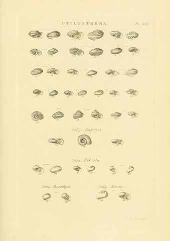 Reproducción/Reproduction 49492611548: Thesaurus conchyliorum, or, Monographs of genera of shells. London :Sowerby ...,1847-1887.. 