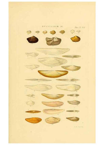 Reproducción/Reproduction 49492602923: Thesaurus conchyliorum, or, Monographs of genera of shells. London :Sowerby ...,1847-1887.. 