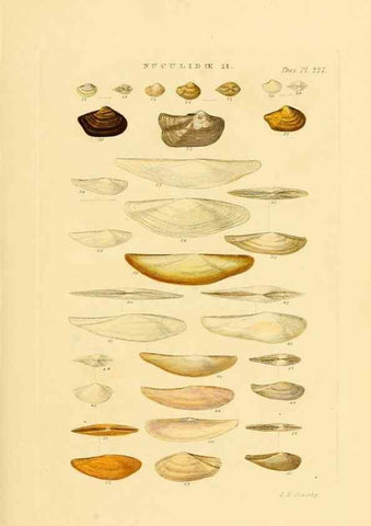 Reproducción/Reproduction 49492602923: Thesaurus conchyliorum, or, Monographs of genera of shells. London :Sowerby ...,1847-1887.. 