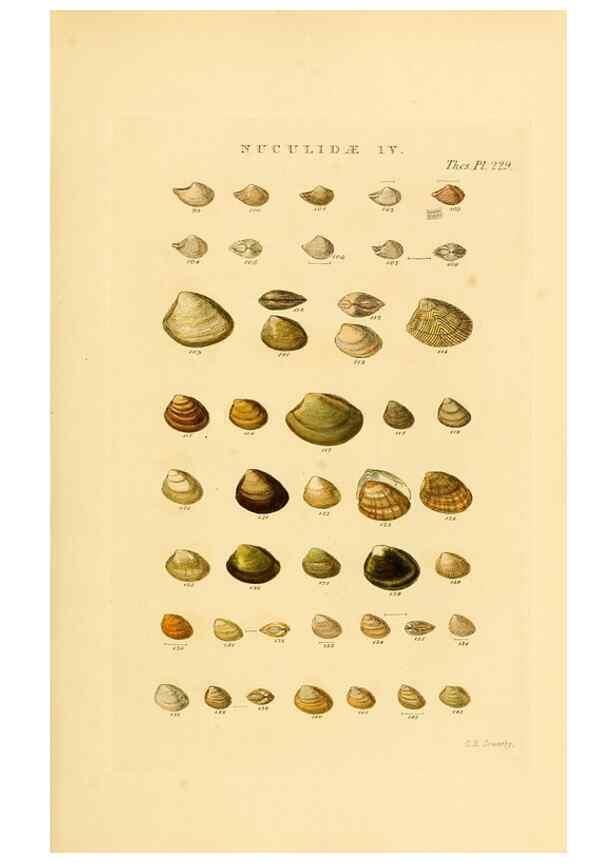 Reproducción/Reproduction 49493315507: Thesaurus conchyliorum, or, Monographs of genera of shells. London :Sowerby ...,1847-1887.. 