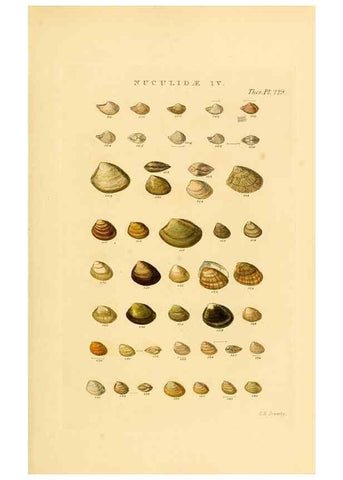 Reproducción/Reproduction 49493315507: Thesaurus conchyliorum, or, Monographs of genera of shells. London :Sowerby ...,1847-1887.. 