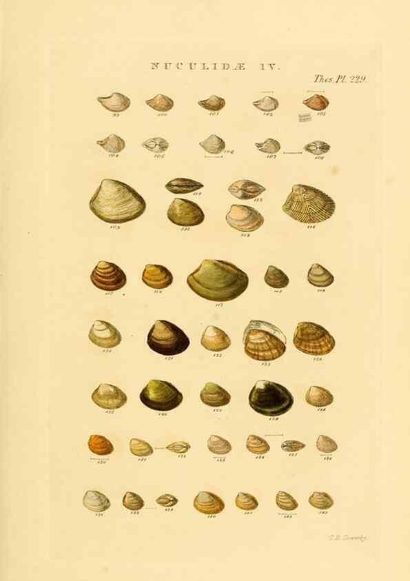 Reproducción/Reproduction 49493315507: Thesaurus conchyliorum, or, Monographs of genera of shells. London :Sowerby ...,1847-1887.. 