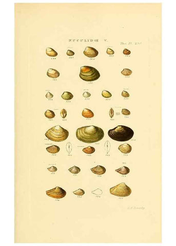 Reproducción/Reproduction 49493315832: Thesaurus conchyliorum, or, Monographs of genera of shells. London :Sowerby ...,1847-1887.. 