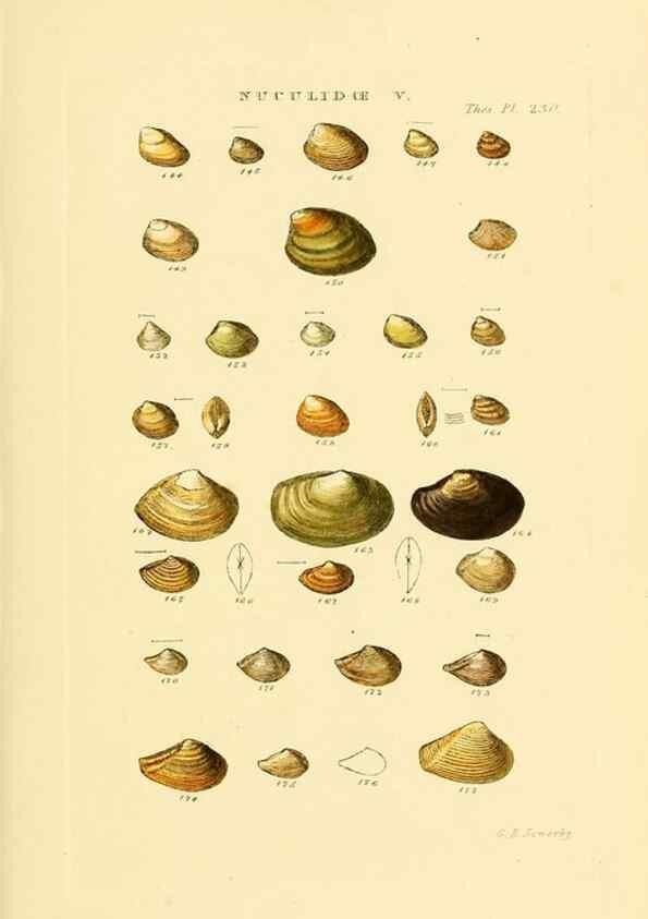 Reproducción/Reproduction 49493315832: Thesaurus conchyliorum, or, Monographs of genera of shells. London :Sowerby ...,1847-1887.. 