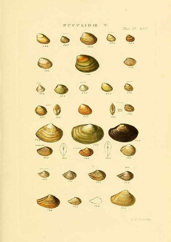 Reproducción/Reproduction 49493315832: Thesaurus conchyliorum, or, Monographs of genera of shells. London :Sowerby ...,1847-1887.. 