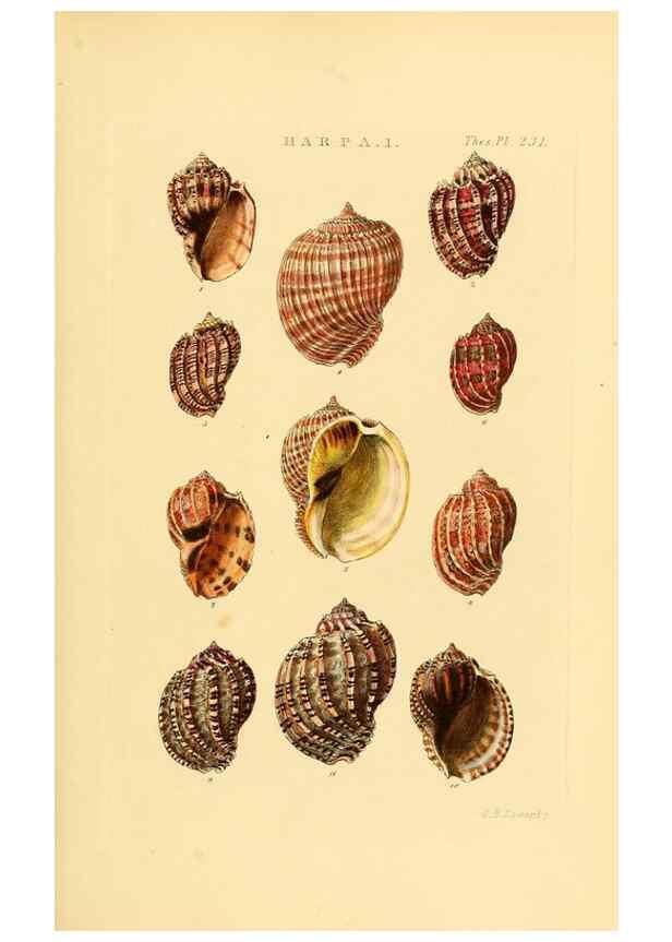 Reproducción/Reproduction 49493316082: Thesaurus conchyliorum, or, Monographs of genera of shells. London :Sowerby ...,1847-1887.. 