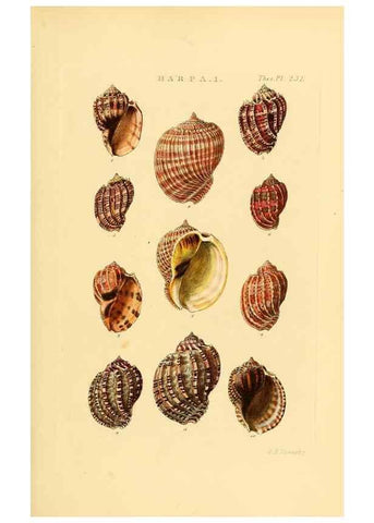 Reproducción/Reproduction 49493316082: Thesaurus conchyliorum, or, Monographs of genera of shells. London :Sowerby ...,1847-1887.. 