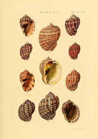 Reproducción/Reproduction 49493316082: Thesaurus conchyliorum, or, Monographs of genera of shells. London :Sowerby ...,1847-1887.. 
