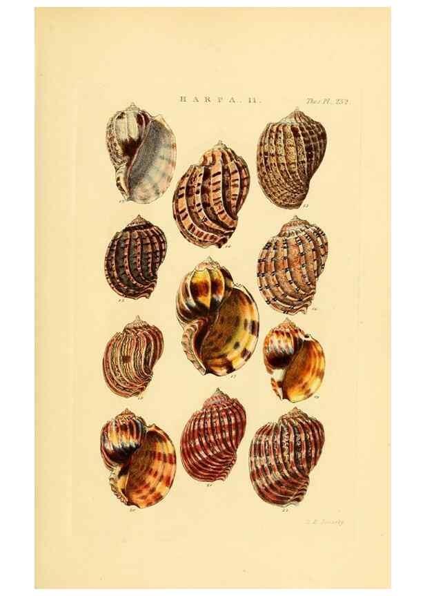 Reproducción/Reproduction 49493316377: Thesaurus conchyliorum, or, Monographs of genera of shells. London :Sowerby ...,1847-1887.. 