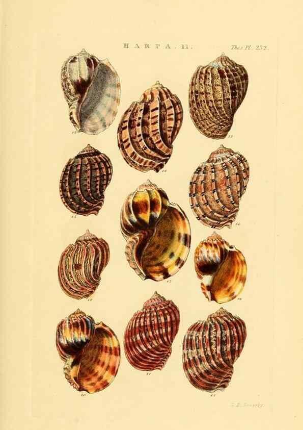 Reproducción/Reproduction 49493316377: Thesaurus conchyliorum, or, Monographs of genera of shells. London :Sowerby ...,1847-1887.. 