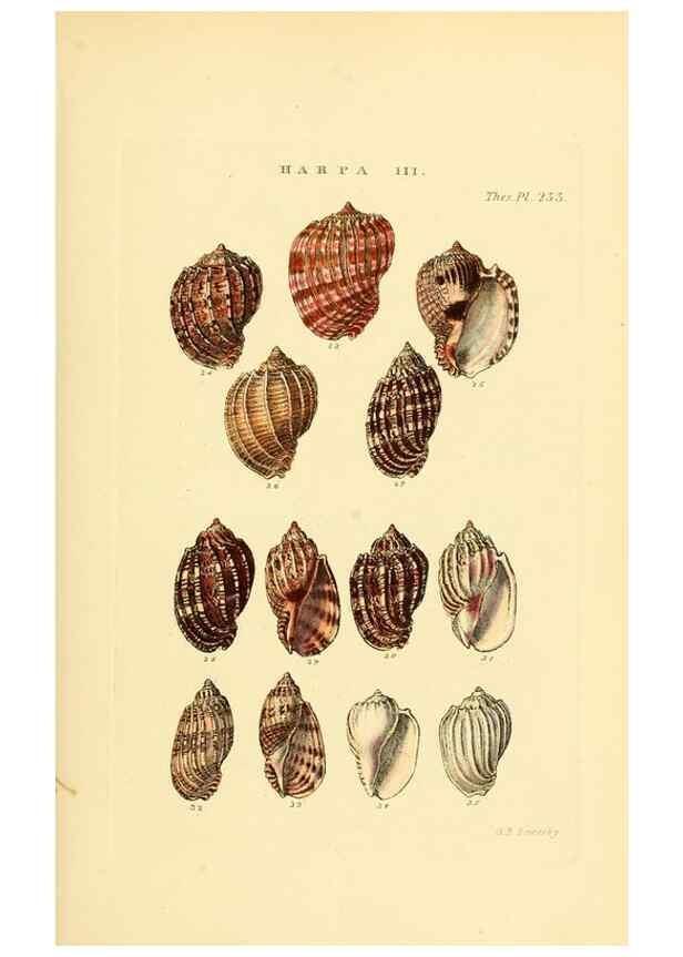 Reproducción/Reproduction 49493316652: Thesaurus conchyliorum, or, Monographs of genera of shells. London :Sowerby ...,1847-1887.. 