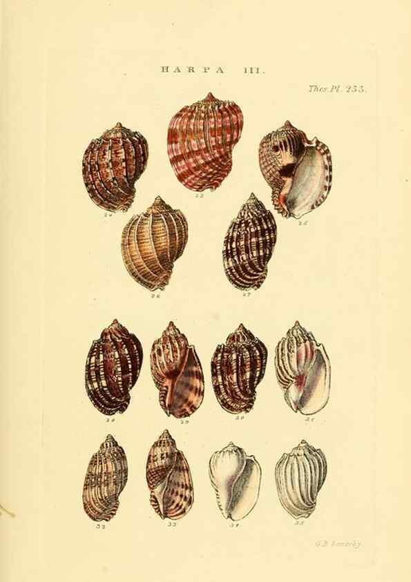 Reproducción/Reproduction 49493316652: Thesaurus conchyliorum, or, Monographs of genera of shells. London :Sowerby ...,1847-1887.. 