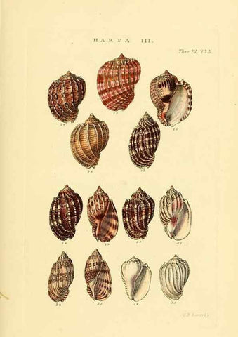 Reproducción/Reproduction 49493316652: Thesaurus conchyliorum, or, Monographs of genera of shells. London :Sowerby ...,1847-1887.. 