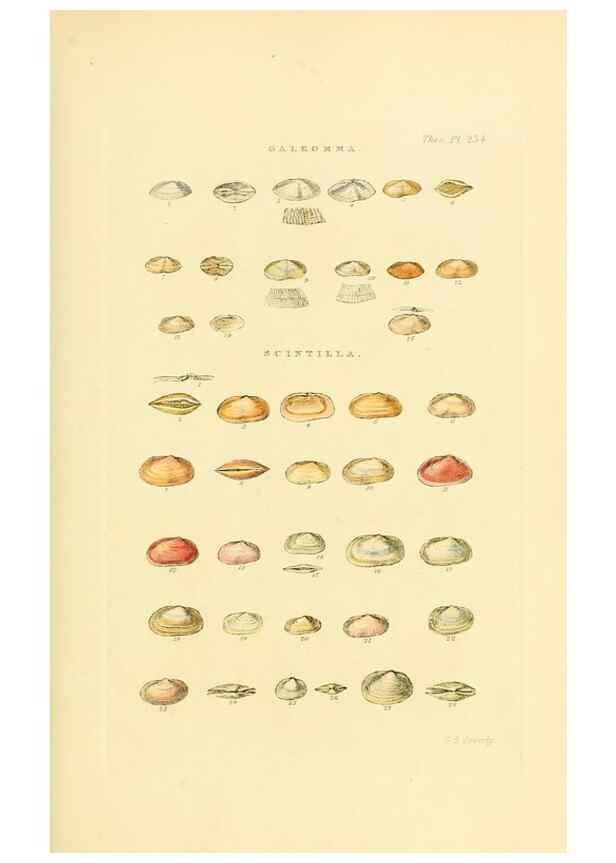 Reproducción/Reproduction 49492605183: Thesaurus conchyliorum, or, Monographs of genera of shells. London :Sowerby ...,1847-1887.. 