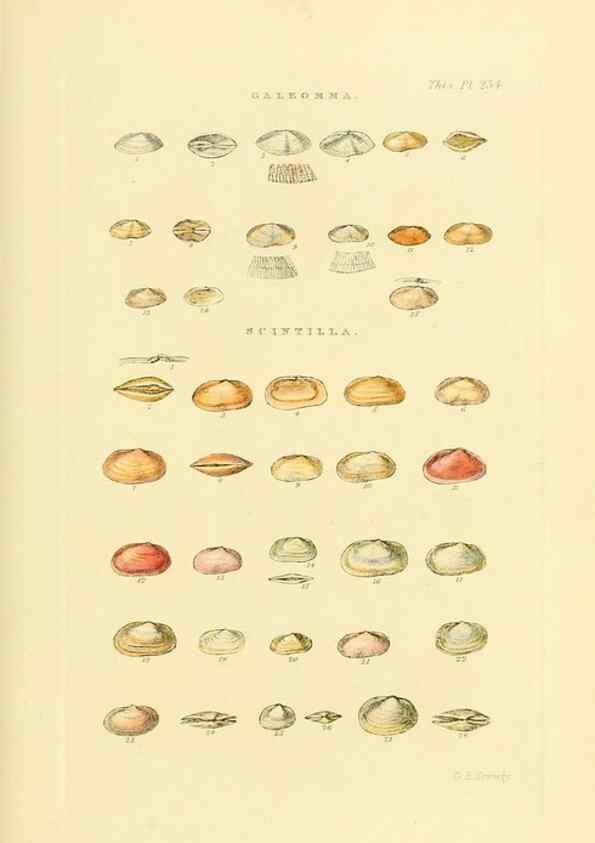 Reproducción/Reproduction 49492605183: Thesaurus conchyliorum, or, Monographs of genera of shells. London :Sowerby ...,1847-1887.. 