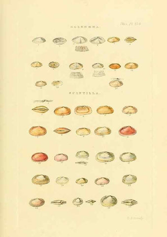 Reproducción/Reproduction 49492605183: Thesaurus conchyliorum, or, Monographs of genera of shells. London :Sowerby ...,1847-1887.. 