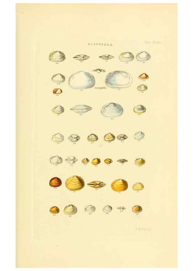 Reproducción/Reproduction 49493104541: Thesaurus conchyliorum, or, Monographs of genera of shells. London :Sowerby ...,1847-1887.. 