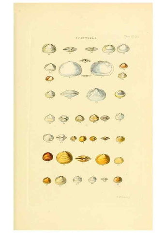 Reproducción/Reproduction 49493104541: Thesaurus conchyliorum, or, Monographs of genera of shells. London :Sowerby ...,1847-1887.. 